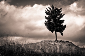 Un pino strapazzato dal vento, Toscana