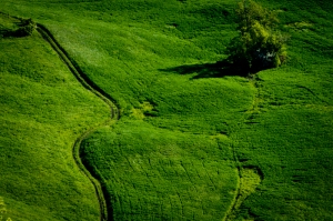Il verde esplode sulle colline dell'appennino